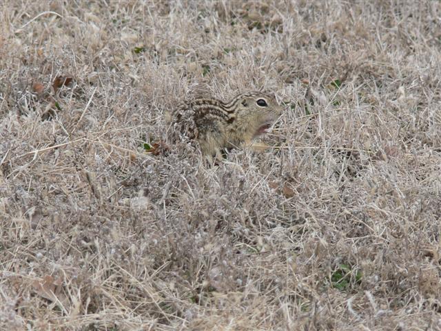 13-lined Ground Squirrel at Lunch Spot