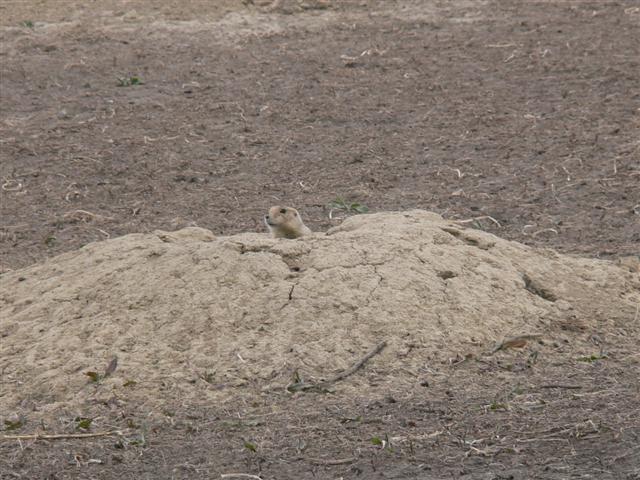 Prairie Dog