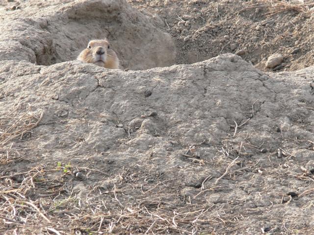 Prairie Dog
