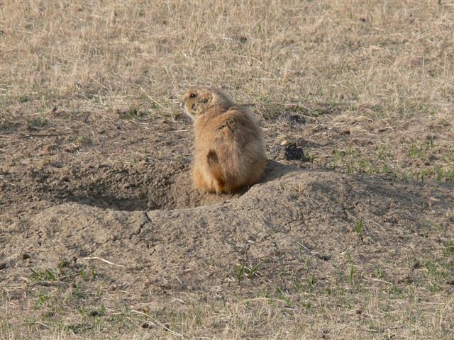 Prairie Dog