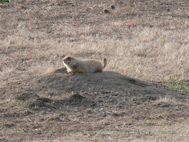 Prairie Dog