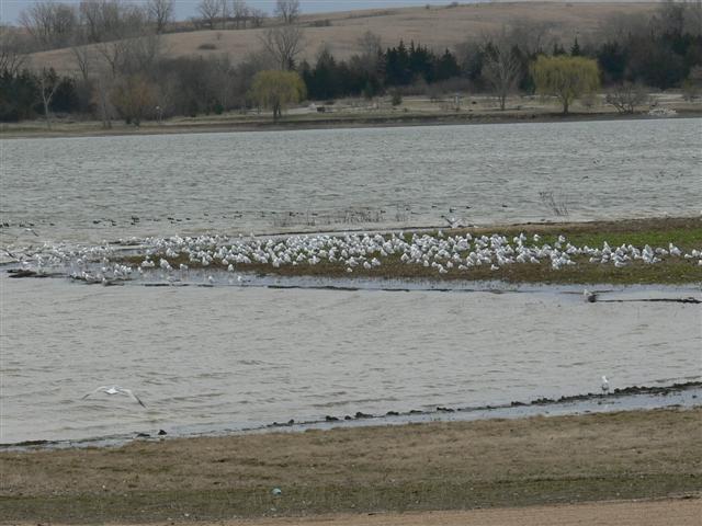 Gulls and Waterfowl