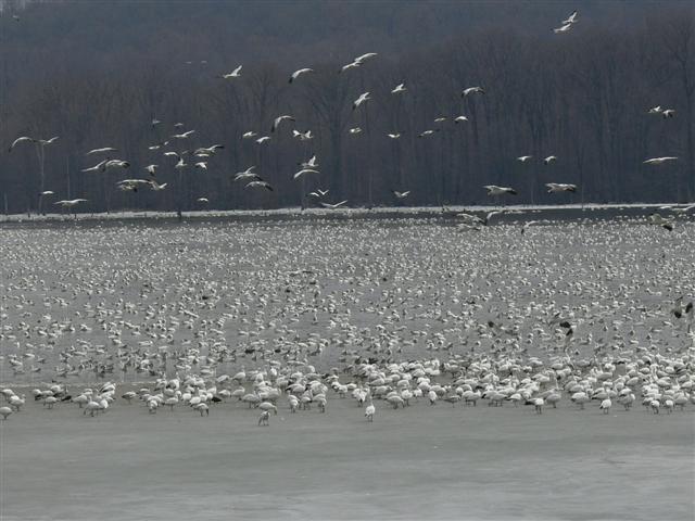 Snow Geese