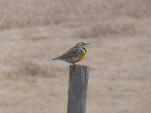 Western Meadowlark