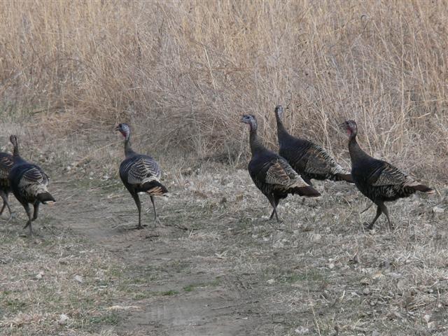 Wild Turkeys