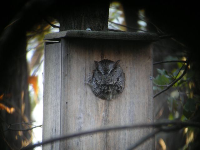 Eastern Screech Owl, gray phase