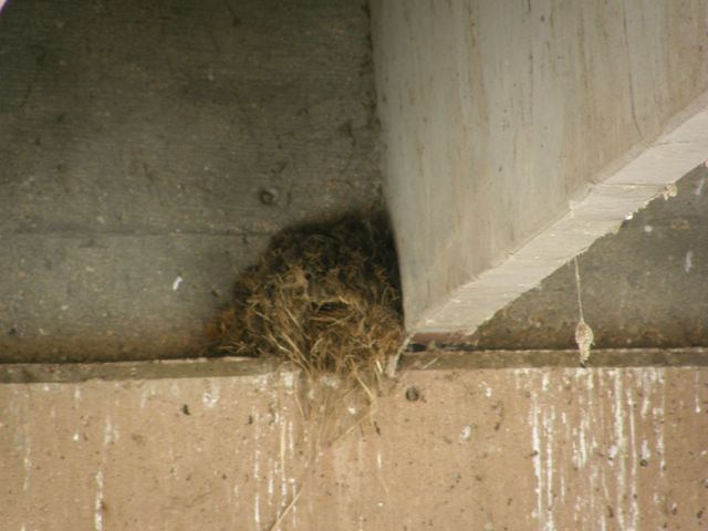 Dippers nest 