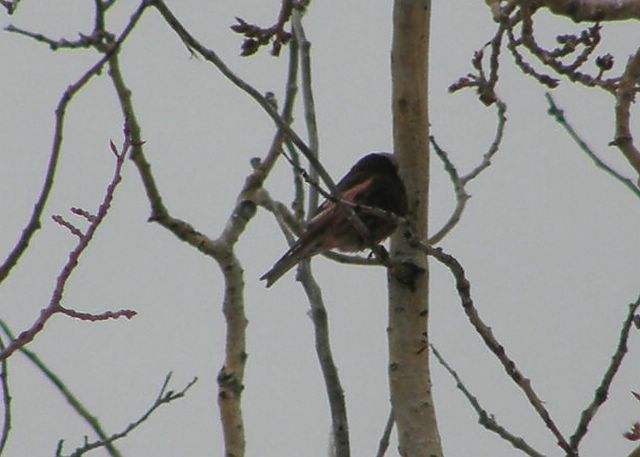 Black Rosy-Finch