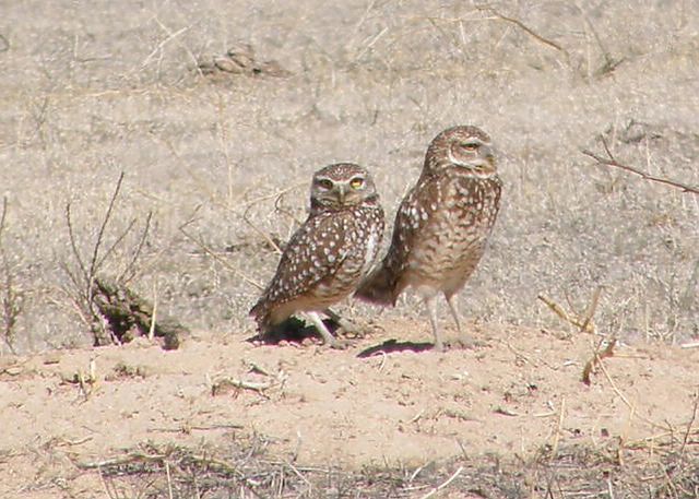 Burrowing Owls