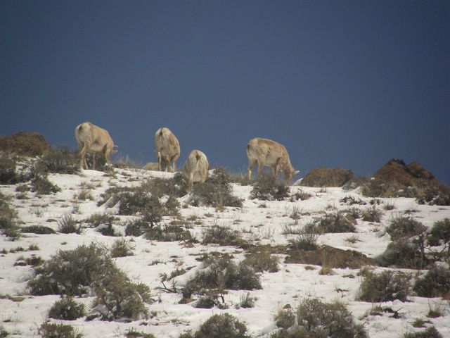 Elk
