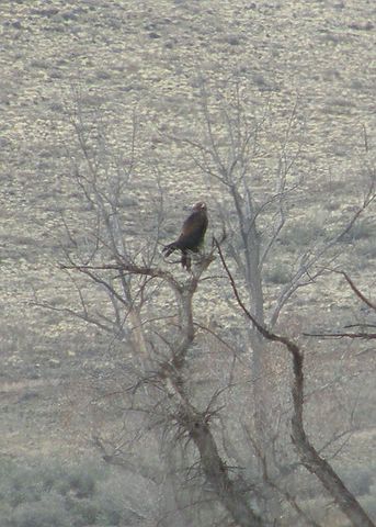 Ferruginous Hawk