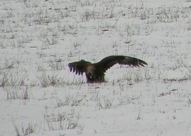 Golden Eagle
