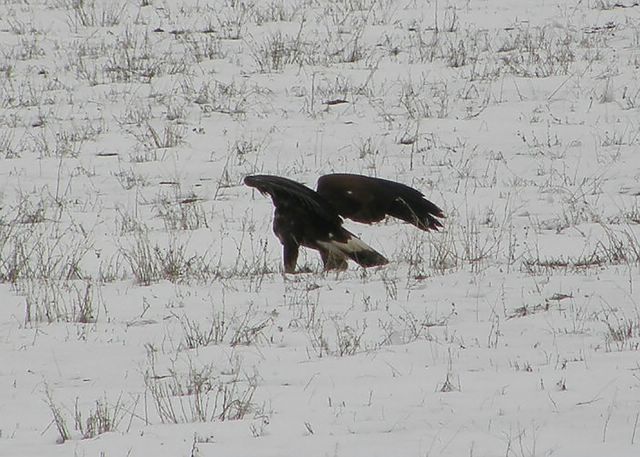 Golden Eagle