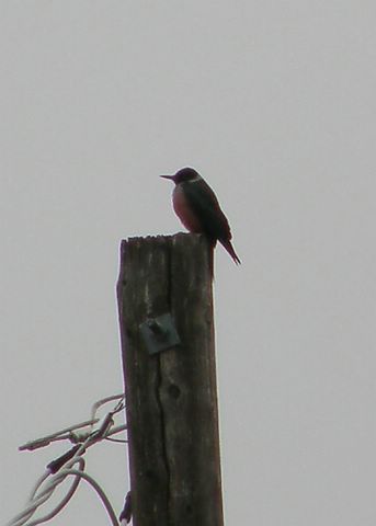 Lewiss Woodpecker
