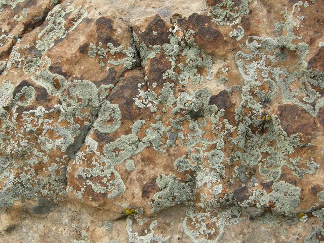 Lichens