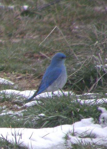 Mountain Bluebird