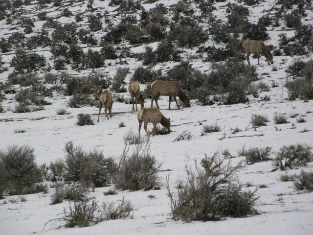 Elk