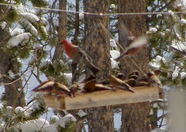 Pine Grosbeak and Rosy-Finches at Feeder 640x480.JPG