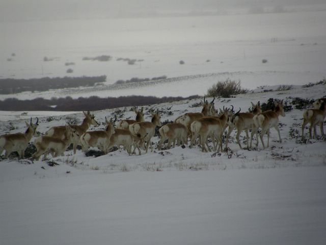 Pronghorn Herd