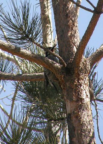 Red-naped Sapsucker