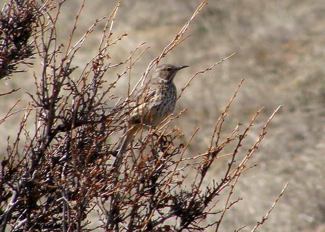 Sage Thrasher