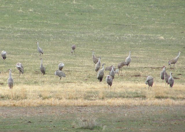 Sandhill Cranes