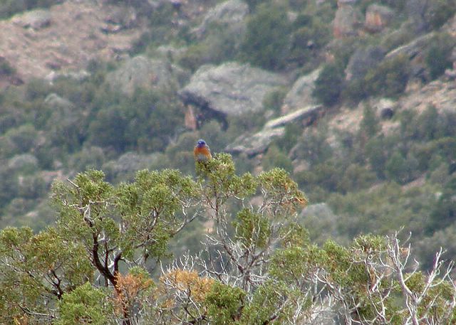 Western Bluebird