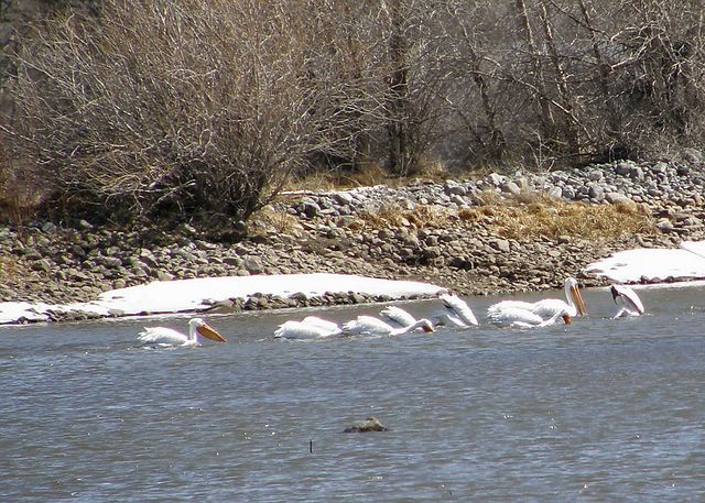 White Pelicans