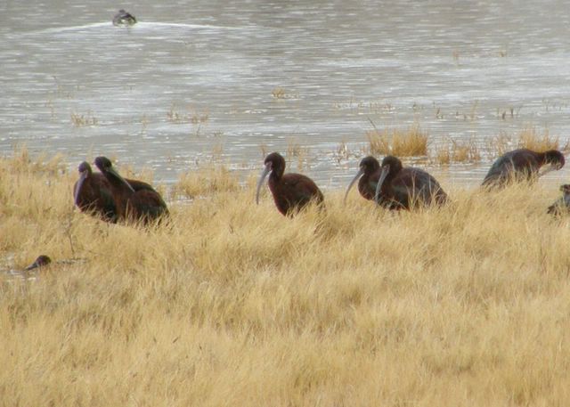 White-faced Ibis