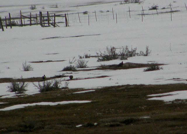 Gunnison Sage-Grouse