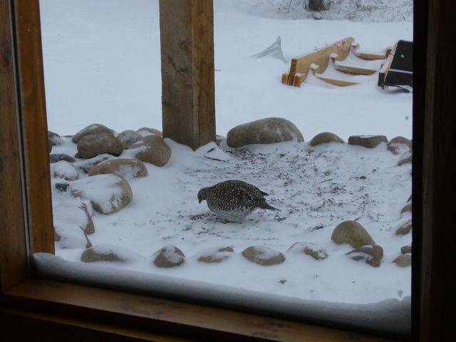 Sharp tailed Grouse at Feeder