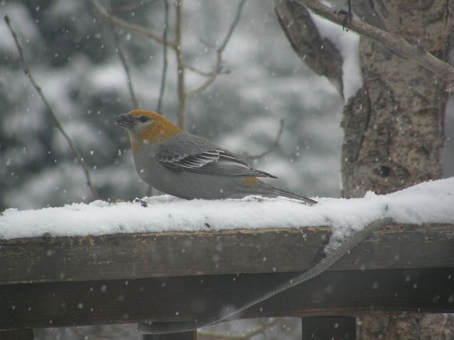 Female Pine Grosbeak in Snow