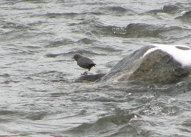 Dipper at 13th St. Bridge