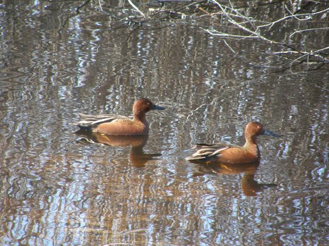 Cinnamon Teal