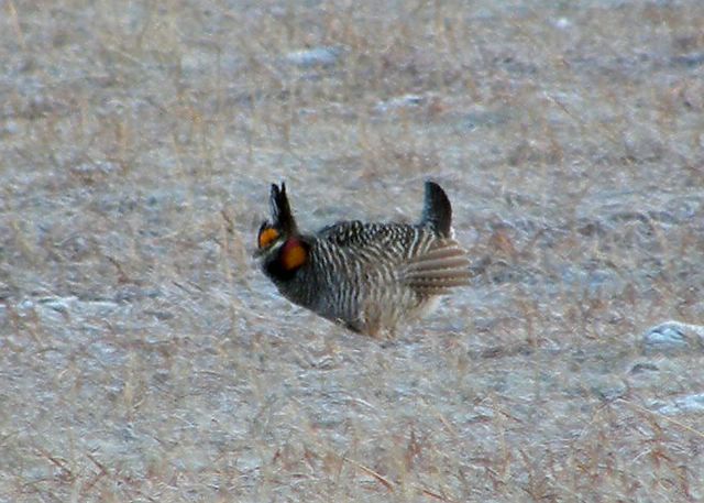 Greater Prairie-Chicken