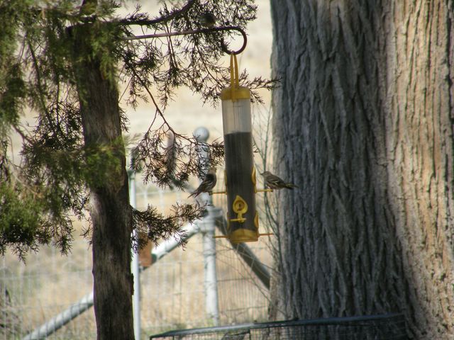 Pine Siskins at Feeder