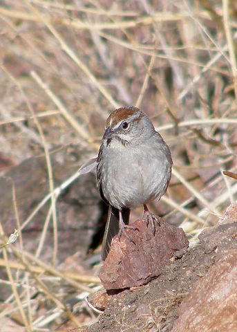 Rufous-crowned Sparrow