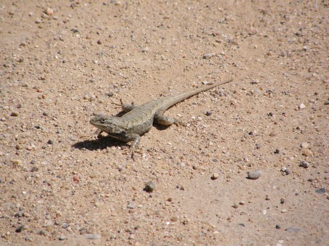 Sand Lizard