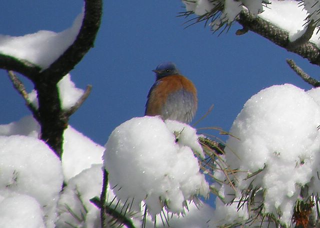 Western Bluebird