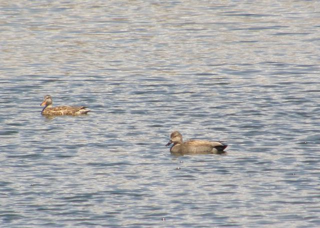 Gadwall