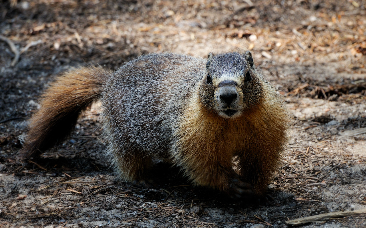 Marmot at May Lake