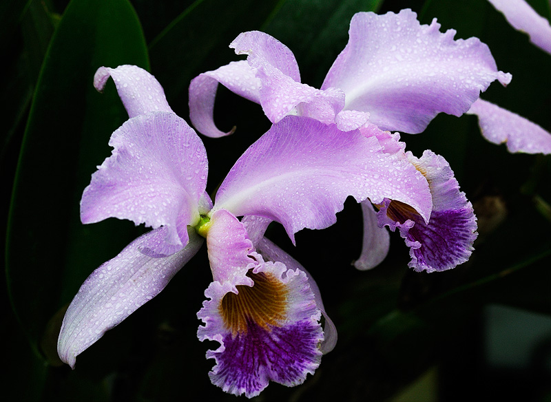 Cattleya gaskelliana