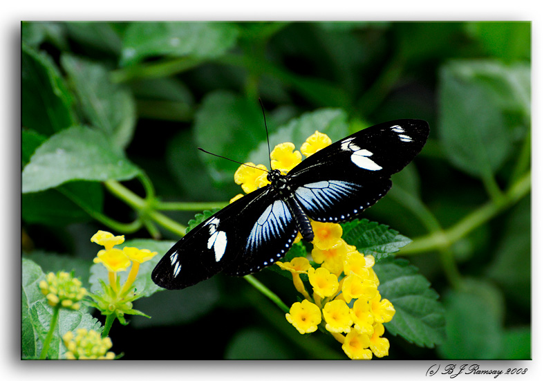 Butterfly