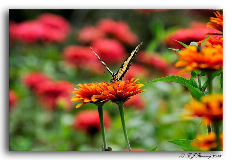 Outside the Brookside Butterfly Exhibit