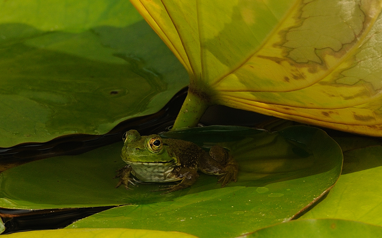 Just Hanging Out In The Shade