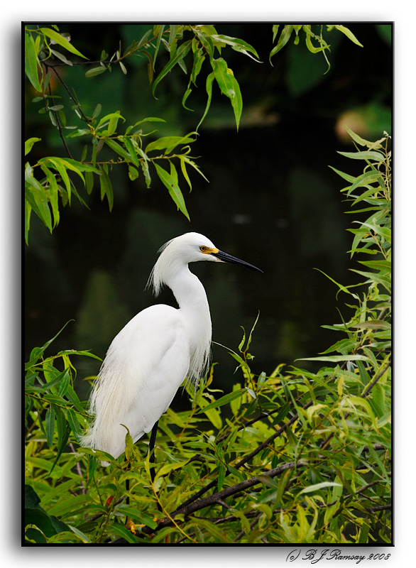 Showy Snowy Egret