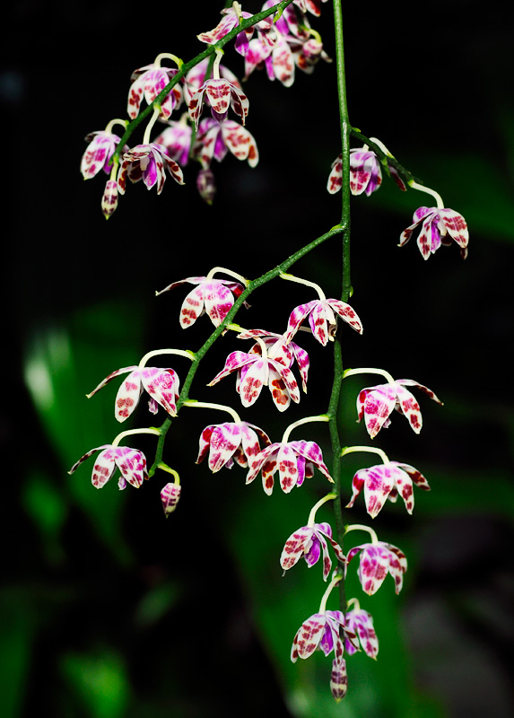 Phalaenopsis mariae (inflorescense)