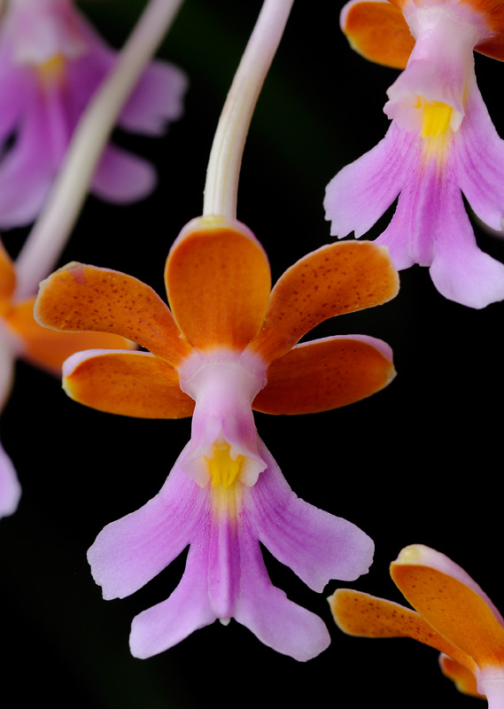 Oerstedella schweinfurthiana