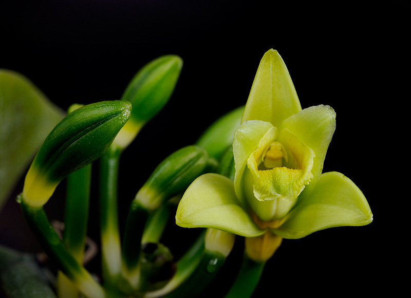 Vanilla planifolia