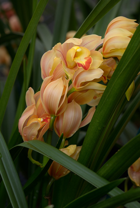 Cymbidium Pirette Milk Tea